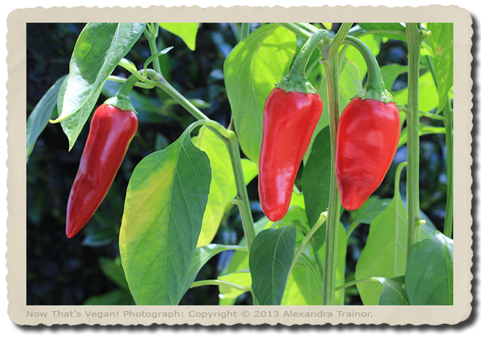 Red chili peppers growing in the garden.