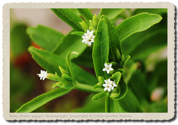 Stevia is a non-glycemic and calorie-free sweetener, comes from the leaves of a stevia plant.